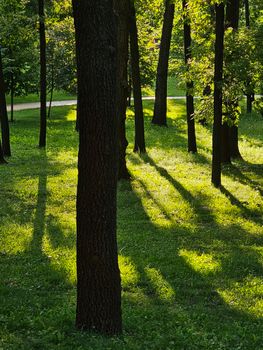 Sunlit green park in Kyiv, Ukraine, featuring tall trees casting long shadows.