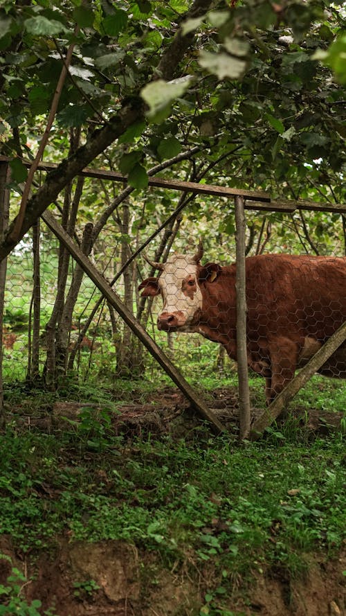 A cow standing in a field next to a fence