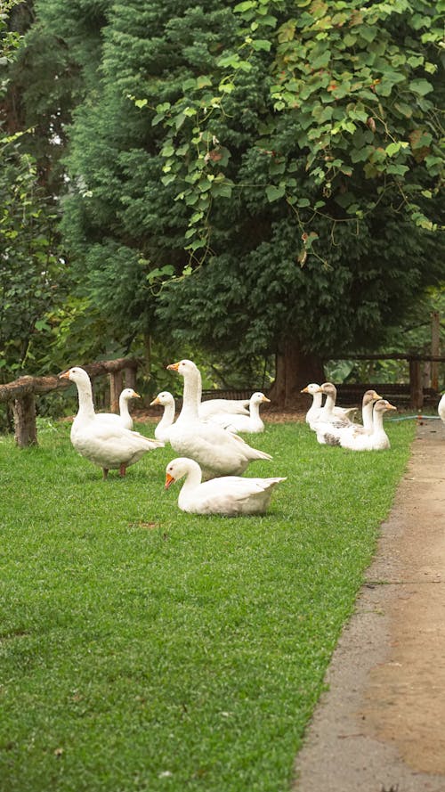 A group of white ducks sitting on a grassy path