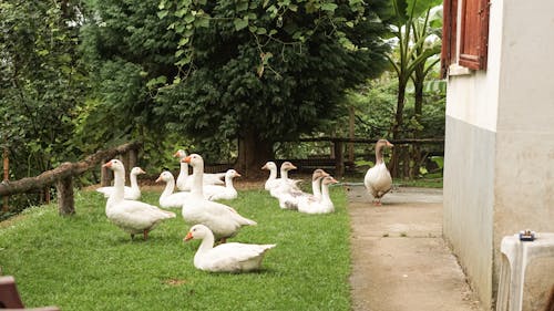 A group of geese on a grassy lawn