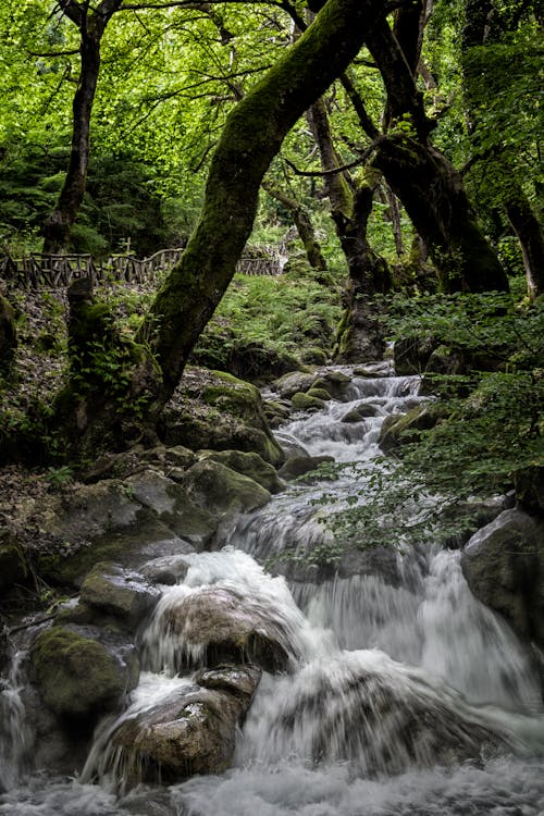 Základová fotografie zdarma na téma krajina, les, řeka