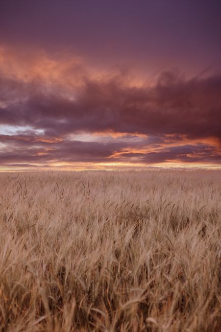 A serene wheat field at dusk under a vibrant, dramatic sky with colorful clouds.
