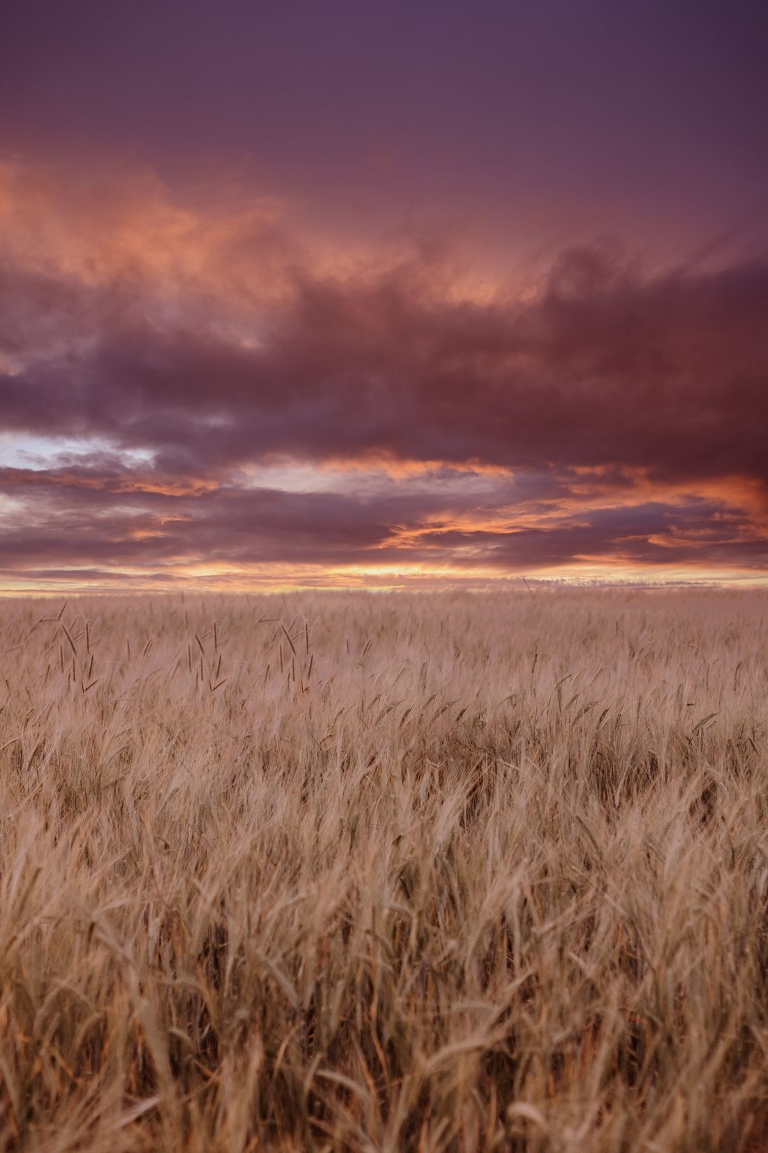 Amber Field at Dusk — framed study
