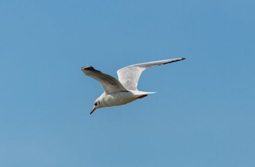 Free A graceful seagull flying with wings spread wide against a vivid blue sky. Stock Photo