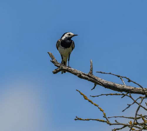 Free A white wagtail bird perches on a tree branch against a clear blue sky, showcasing wildlife beauty. Stock Photo