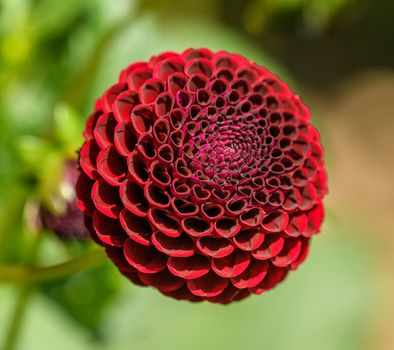 Close-up of a vibrant red dahlia flower showcasing its intricate petal structure.