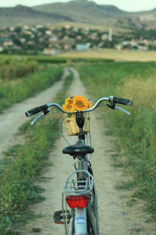 꽃, 들판, 비포장 도로의 무료 스톡 사진