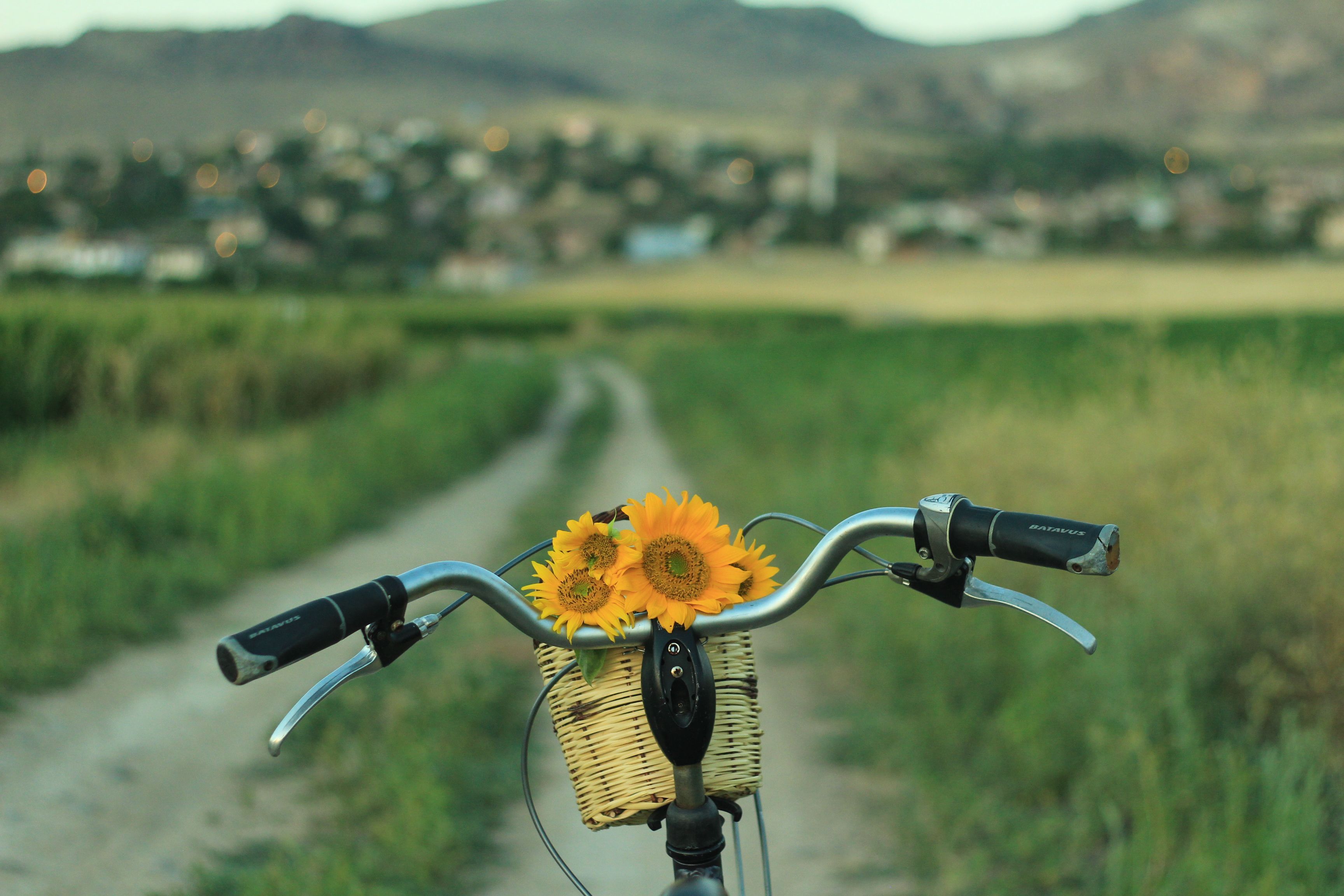 A bicycle with sunflowers in basket against a rural landscape with hills.
