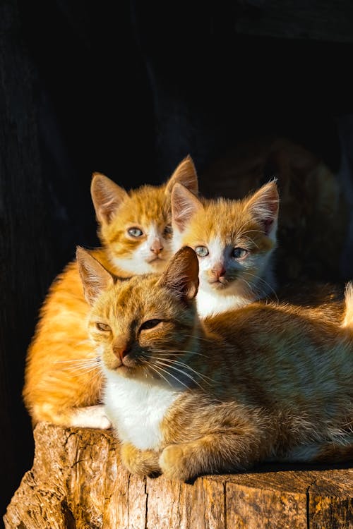 Three orange kittens sitting on top of a log