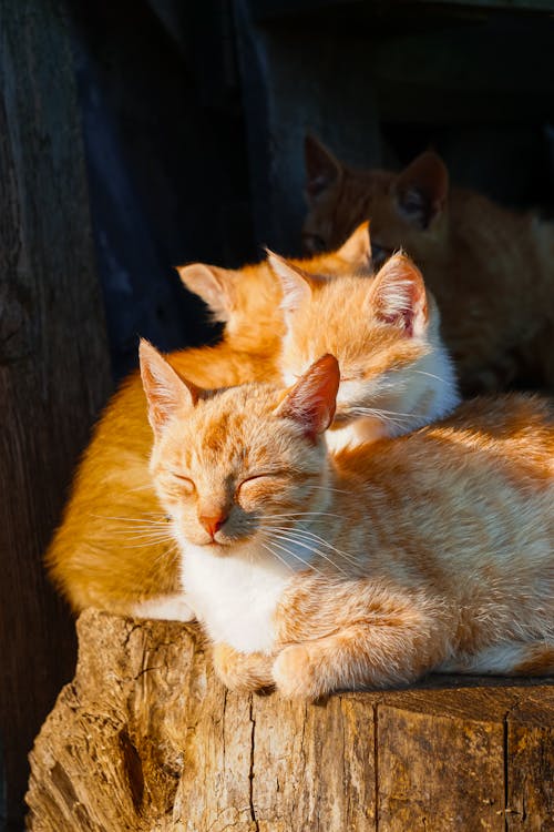 Three orange cats are sleeping on a log