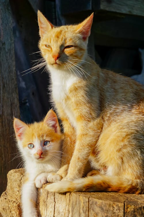 Two orange cats sitting on top of a wooden stump
