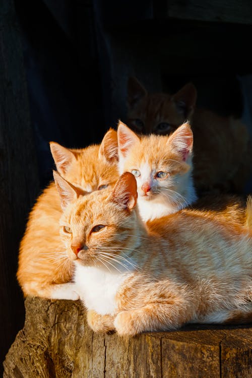 Three orange cats sitting on a log in the sun