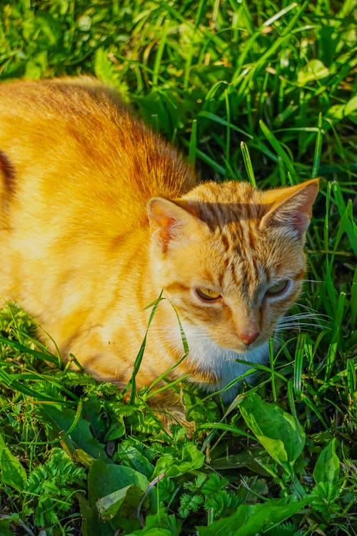 A cat is laying in the grass with its eyes closed