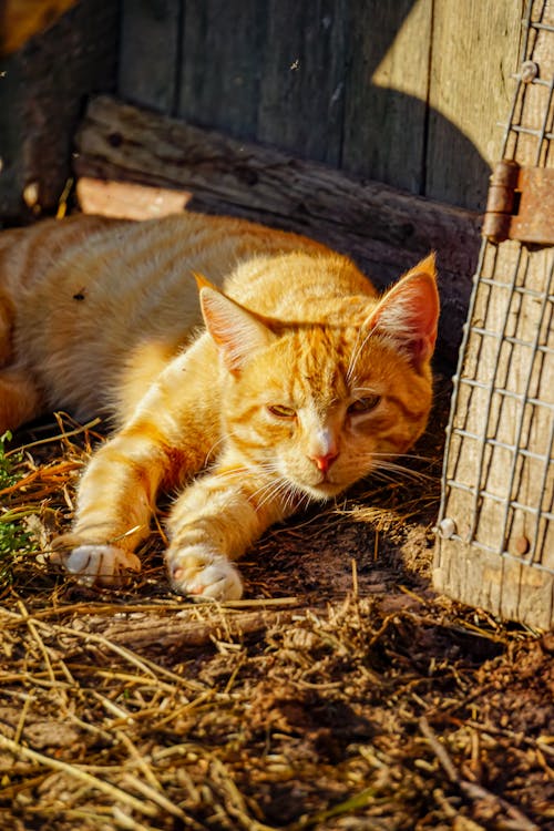 An orange cat laying on the ground next to a wooden fence