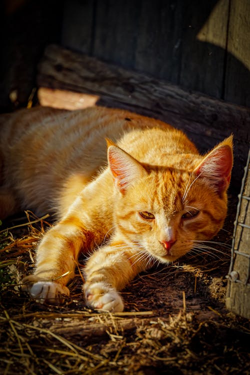 An orange cat laying on the ground in the sun