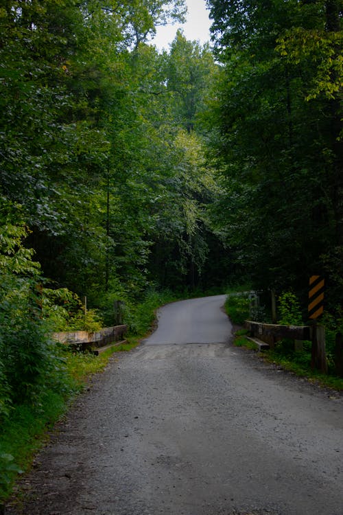 Immagine gratuita di alberi, foresta, natura