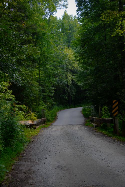Free Peaceful dirt road surrounded by lush green forest, captured during the day in summer. Stock Photo