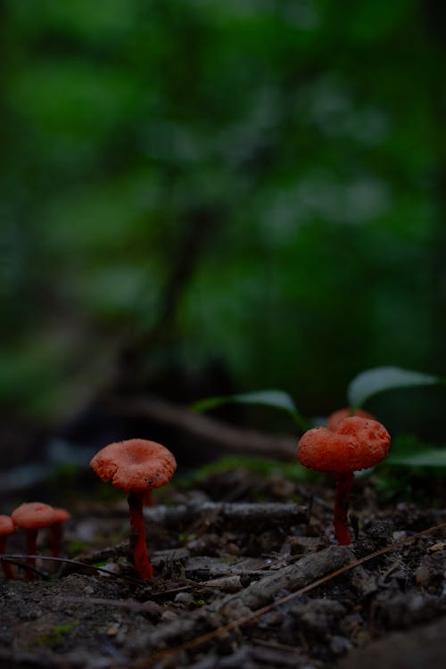 Red Mushrooms on Ground