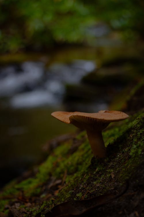 Close up of Mushroom