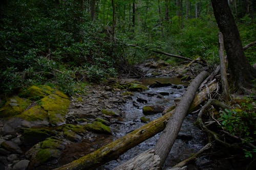 Photo of a Stream in a Forest 