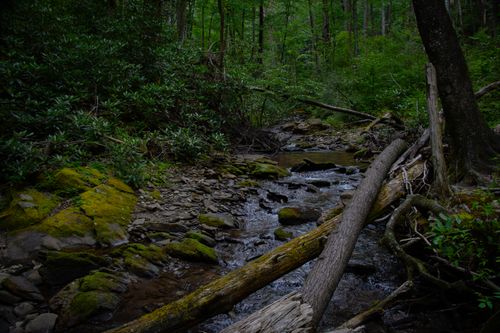 Free A serene forest stream surrounded by mossy rocks and fallen logs in a lush green woodland. Stock Photo