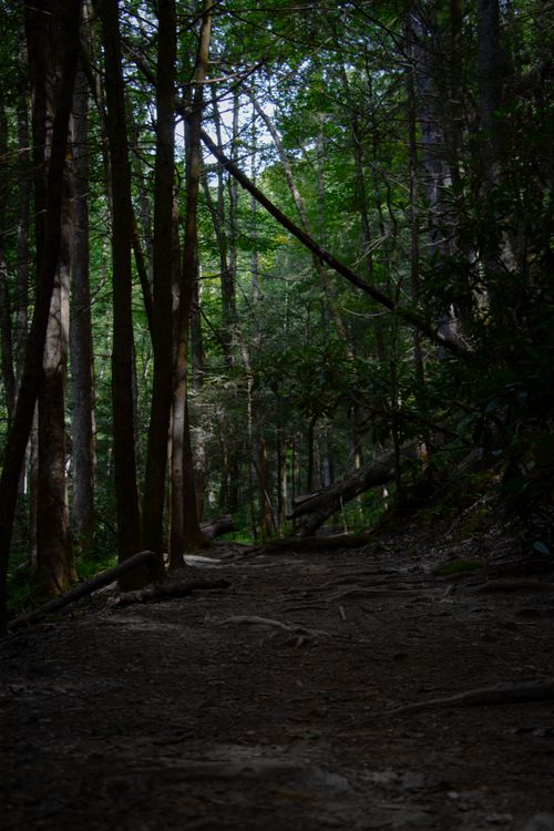 Free A tranquil footpath through a lush, green forest with tall trees, perfect for nature lovers. Stock Photo