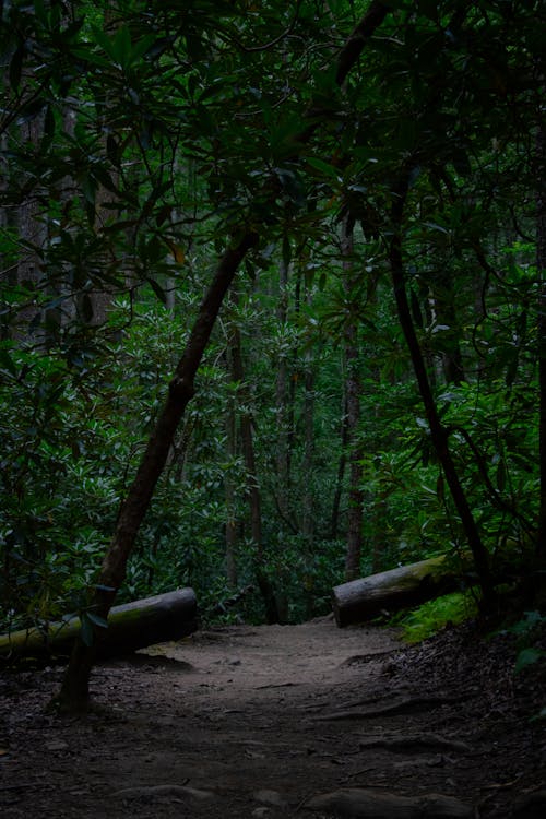 A Footpath in a Dense Green Forest 