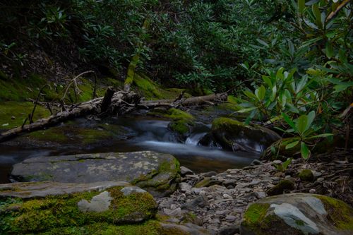 Free Serene stream flowing through a vibrant green forest, creating a tranquil natural landscape. Stock Photo