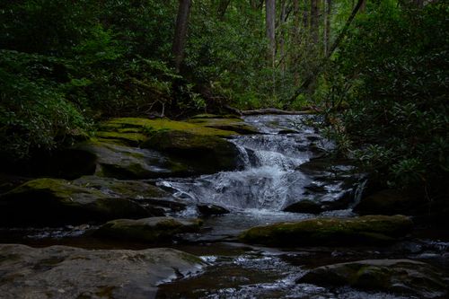 Free A tranquil stream flows through a lush forest, surrounded by moss-covered rocks and trees. Stock Photo