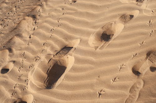 Footprints and Bird Traces on Desert Sand