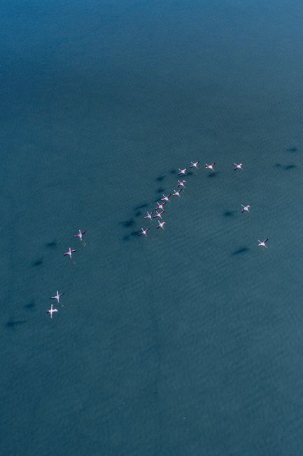 Aerial photograph capturing a flock of flamingos flying in formation over water.