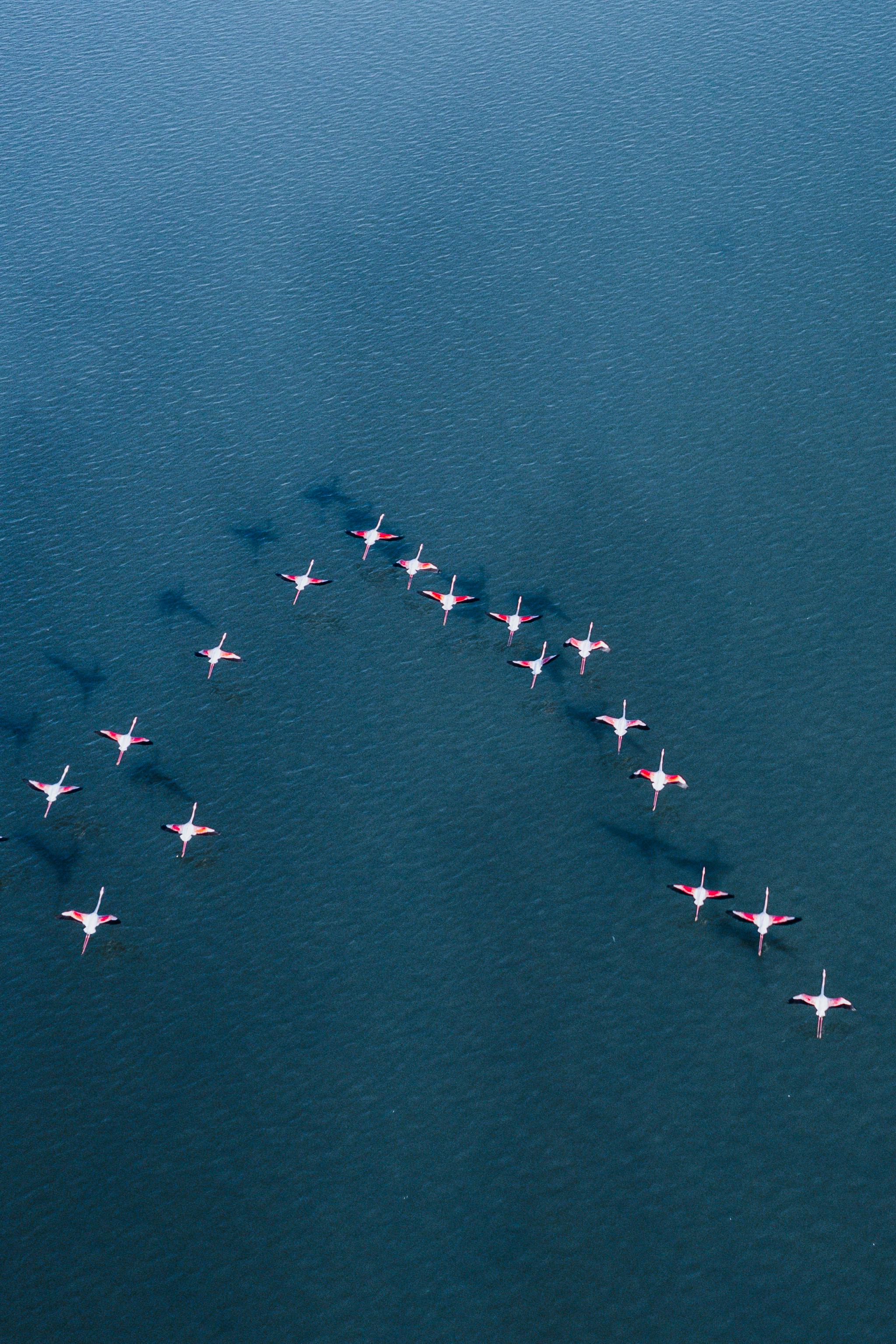 birds flying in key over sea