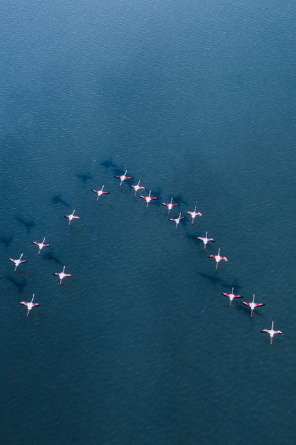 Stunning aerial shot of flamingos in flight over the ocean, capturing their elegant formation.