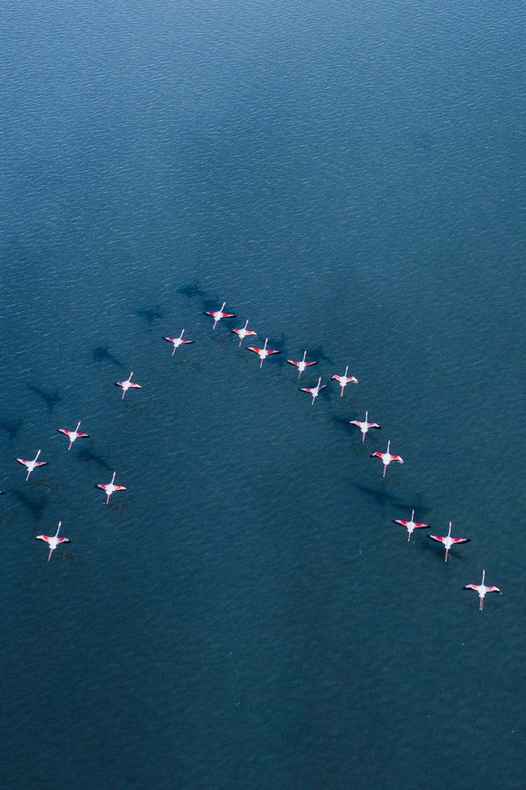 Birds Flying In Key Over Sea