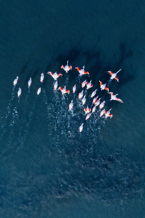 Free Aerial shot of a flock of flamingos flying over calm waters, showcasing natural beauty and bird behavior. Stock Photo