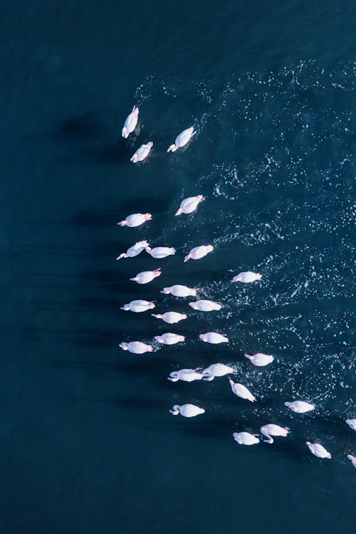 Top View of A Flock of Waterfowl on the Water 