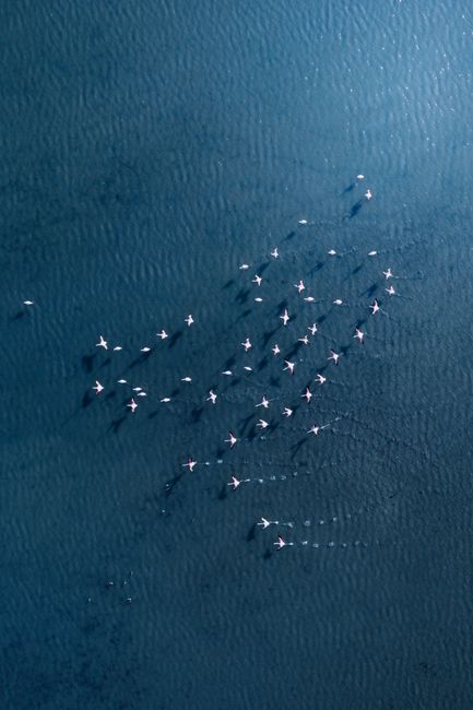 A breathtaking aerial view of a flock of flamingos gracefully flying over blue ocean waters.