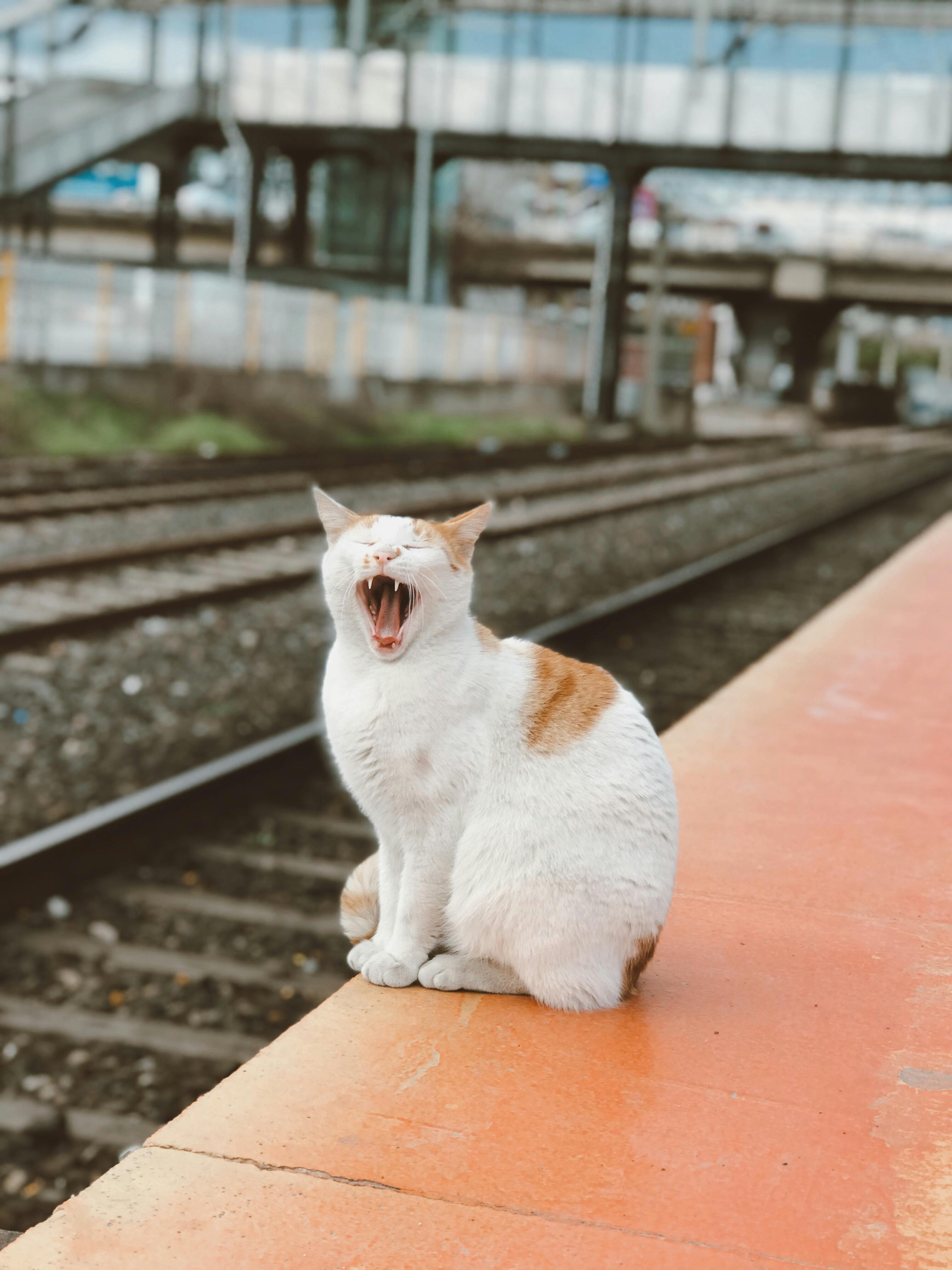 White cat yawning on a railway platform with tracks in the background, outdoors scene.