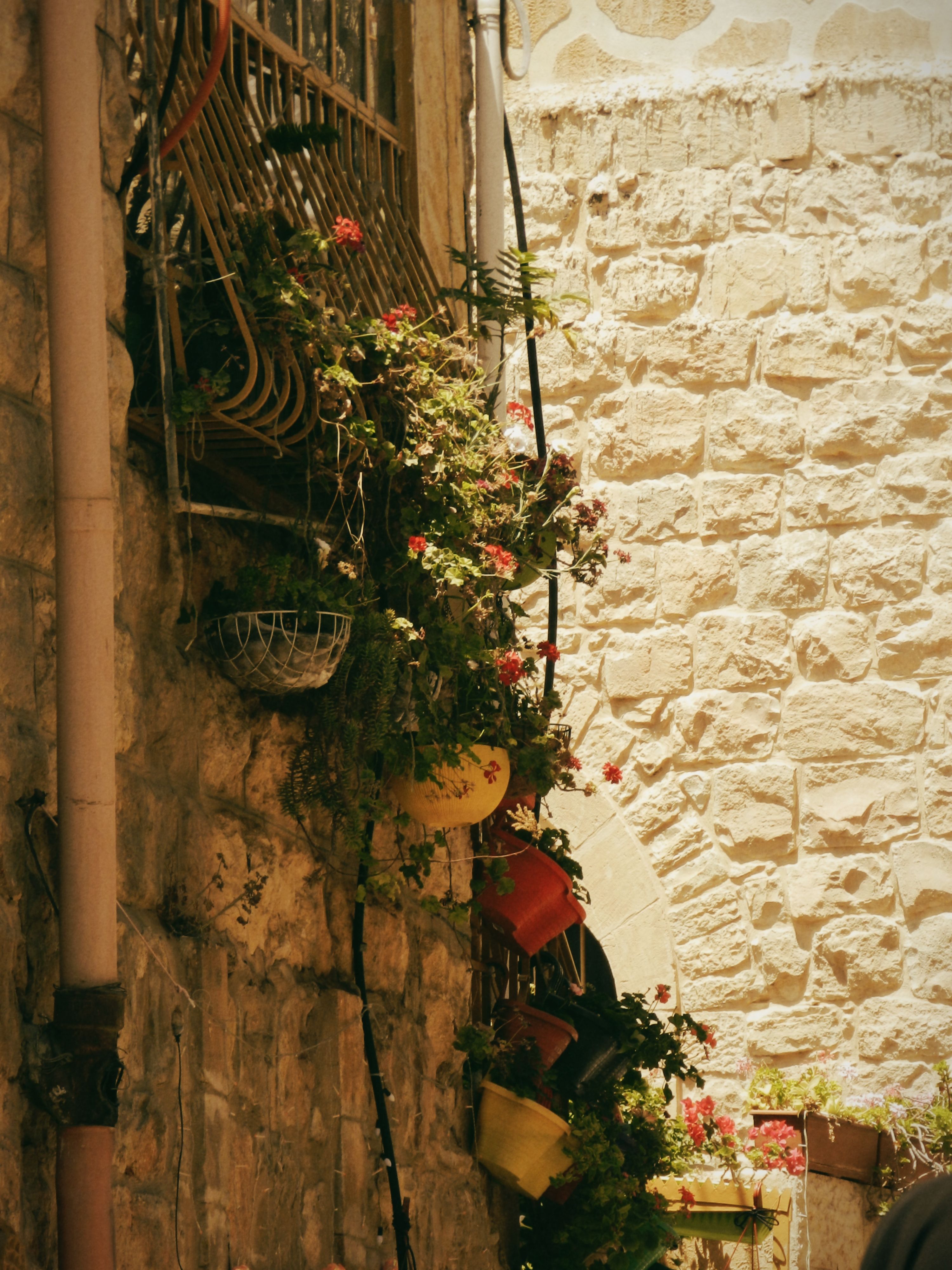 Window with Plants · Free Stock Photo