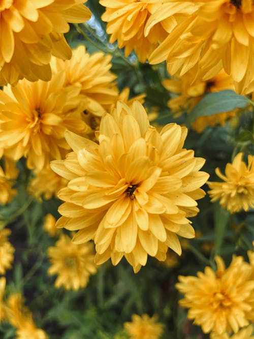 Yellow Flowers in Nature