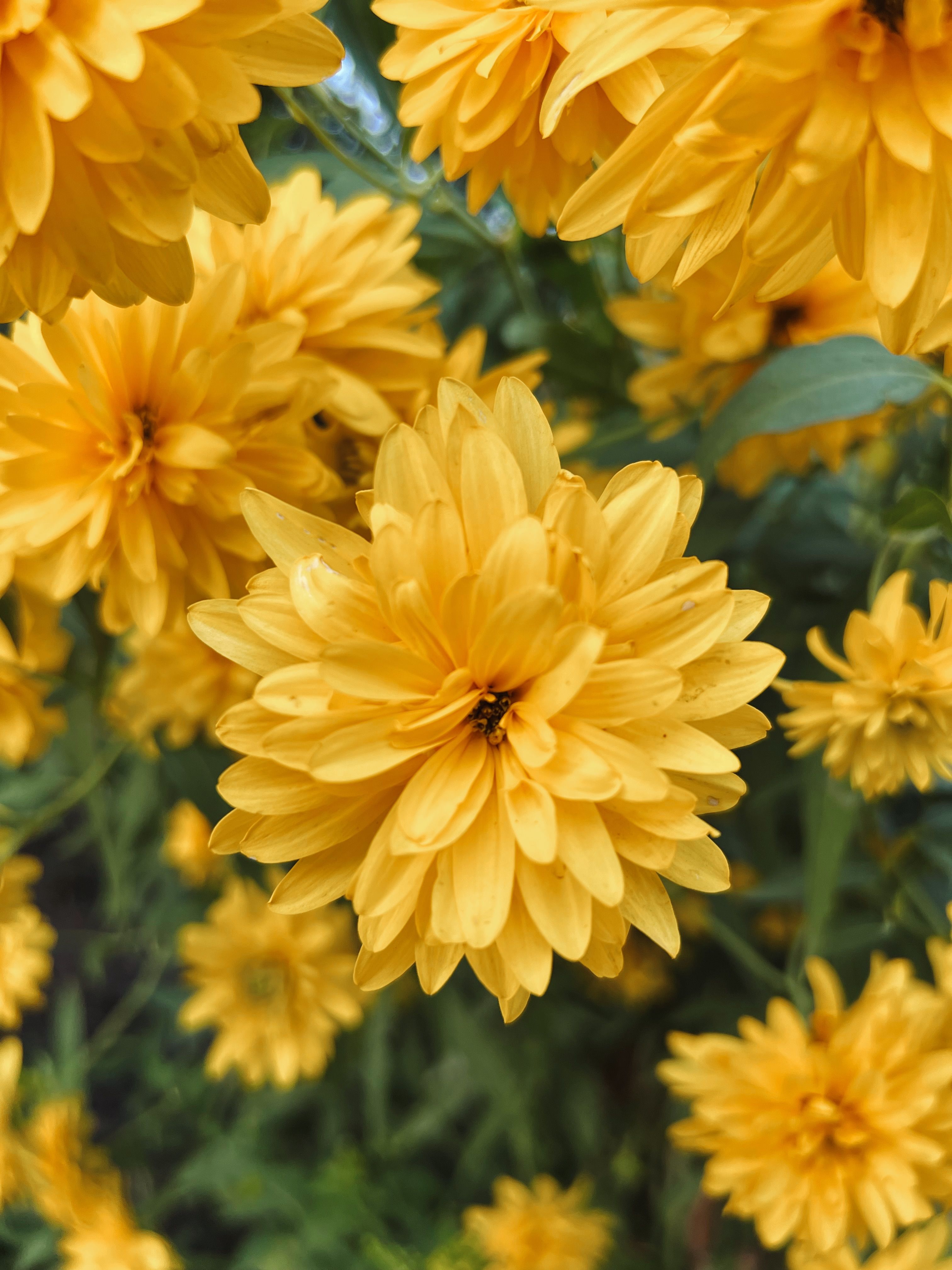 Yellow Flowers in Nature · Free Stock Photo
