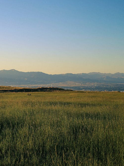 Clear Sky over Grassland in Countryside at Sunset