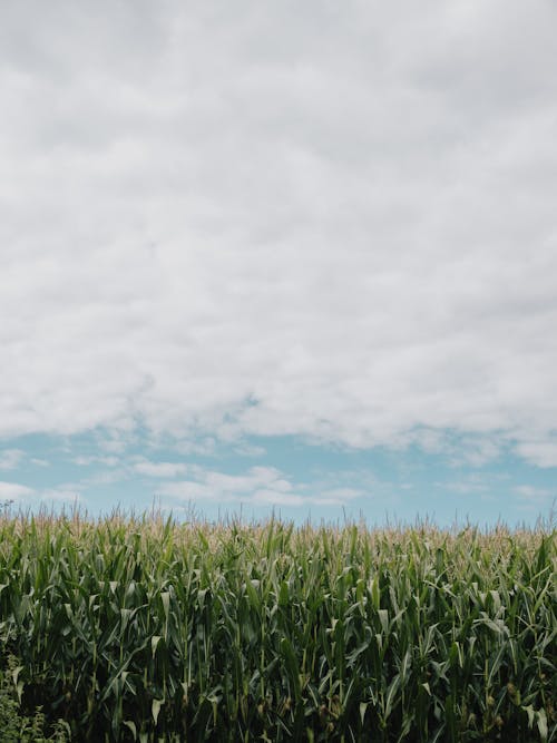 垂直拍摄, 景觀, 玉米 的 免费素材图片