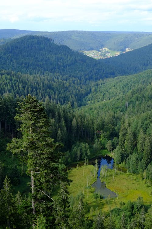 View of Mountains Covered in Coniferous Trees