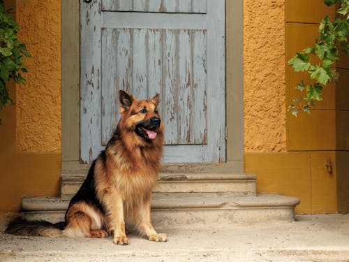 Imagine de stoc gratuită din animal de casă, câine, câine-lup