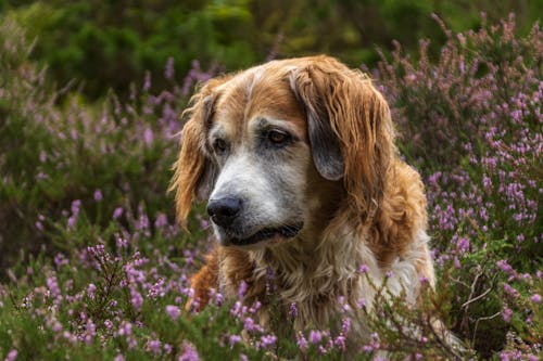 개, 꽃, 농촌의의 무료 스톡 사진