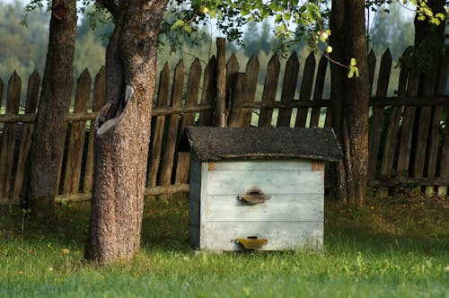 A Beehive in the Garden 