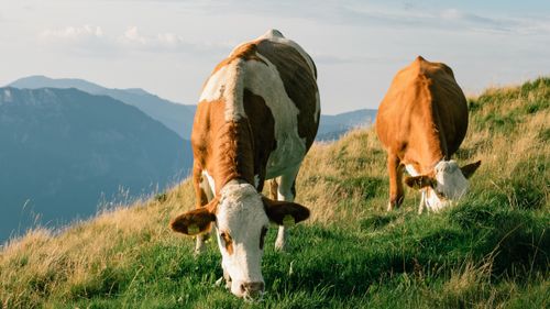 Free Two cows grazing peacefully on a hillside with mountain landscape in the background. Stock Photo