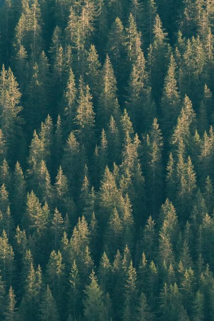 Fotomural Descubre la belleza tranquila de un frondoso bosque desde arriba. Perfecto para temas de naturaleza y aventura.