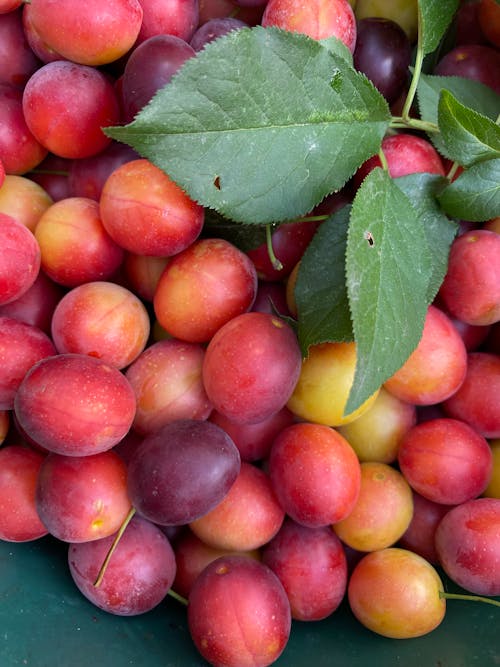 과일, 레아 대, 수직 쐈어의 무료 스톡 사진